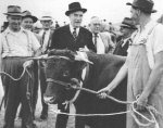Talking with a cattle exhibitor at Cessnock Show, NSW, March